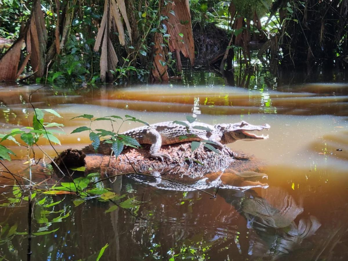 Micheck Beach House Tortuguero Exterior foto